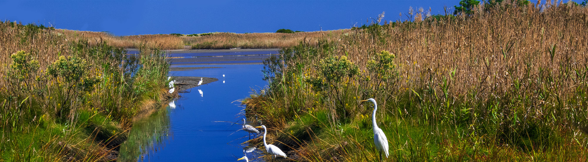 Bank of Louisiana
